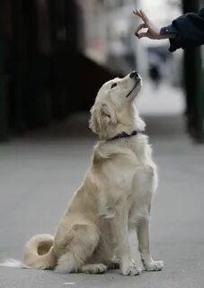 Примерно так, но для первого обучения лучше держать ещё ниже, но чтоб собака не смогла ухватить кусочек.