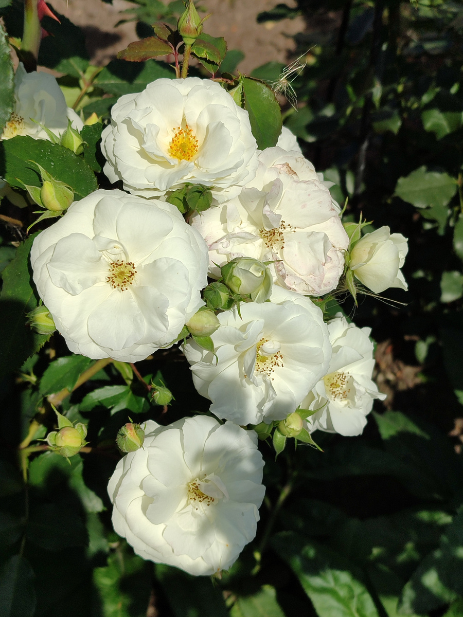 Доминик Луазо