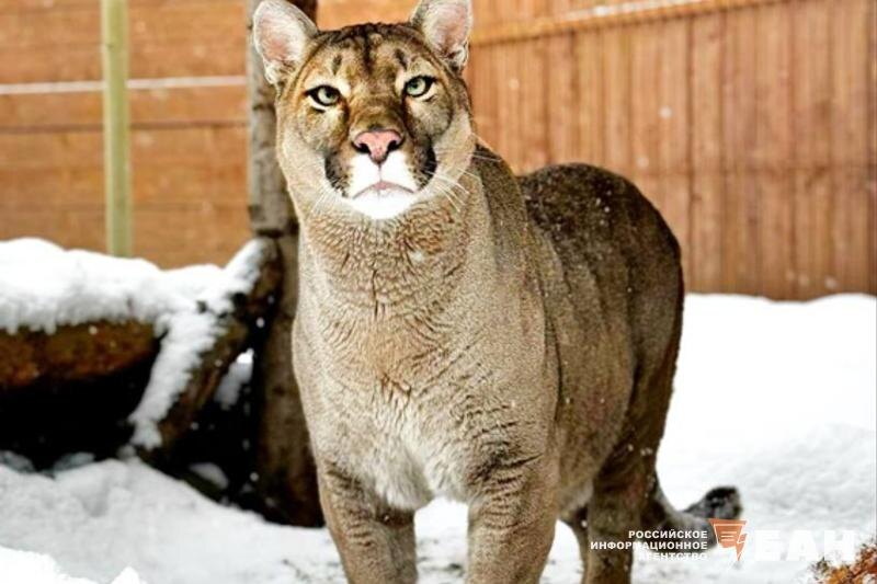    Тelegram-канал парк львов "Земля прайда" / Брошенная в частном зоопарке пума Бостон полностью восстановилась и учится доверять людям