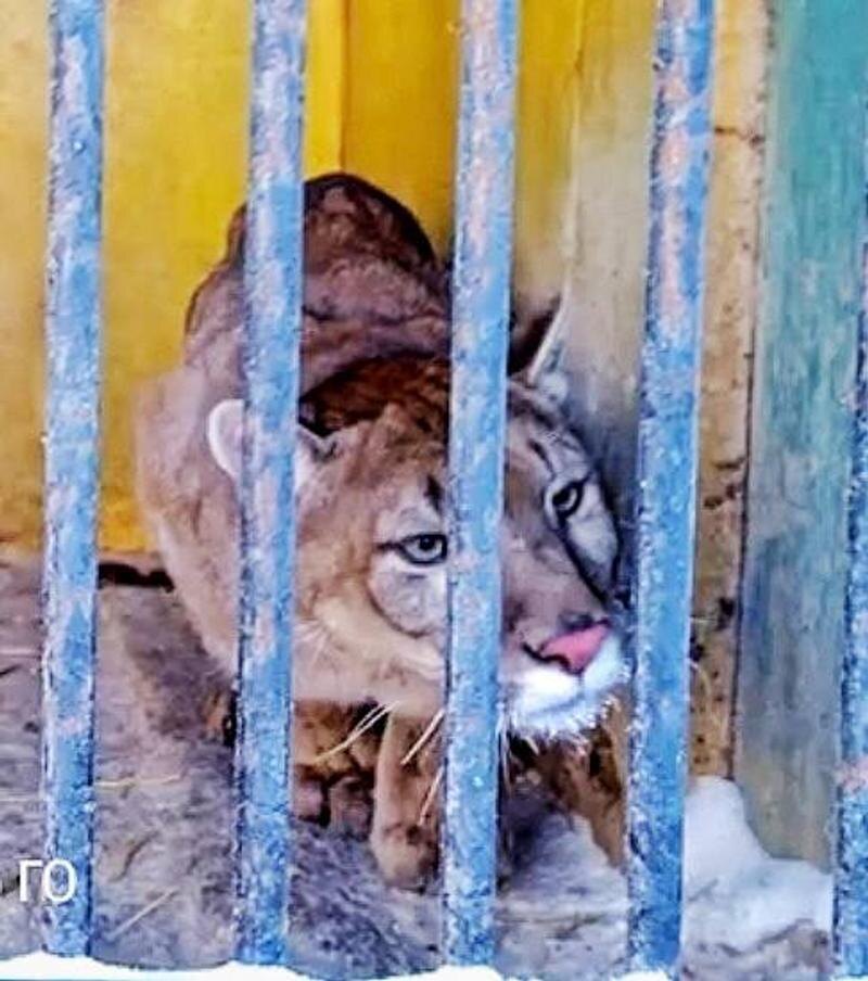    Так выглядел Бостон, когда жил в передвижном зоопарке Сорочинска. Фото: telegram-канал парк львов "Земля прайда"