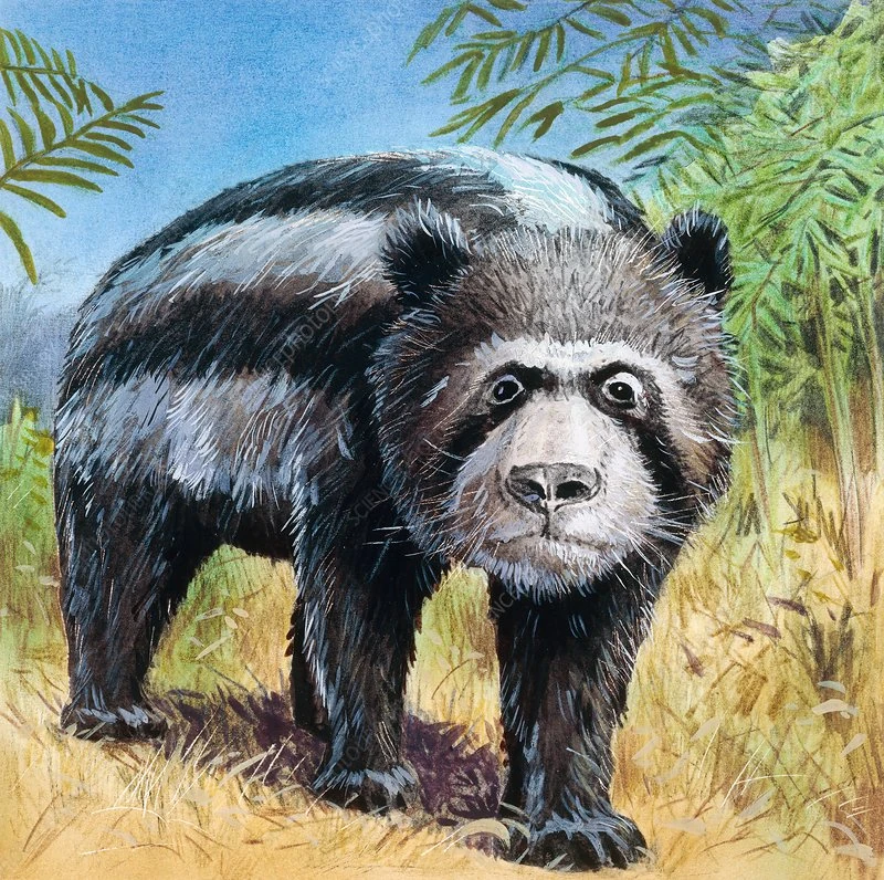 Примерно так выглядела хапалмалания