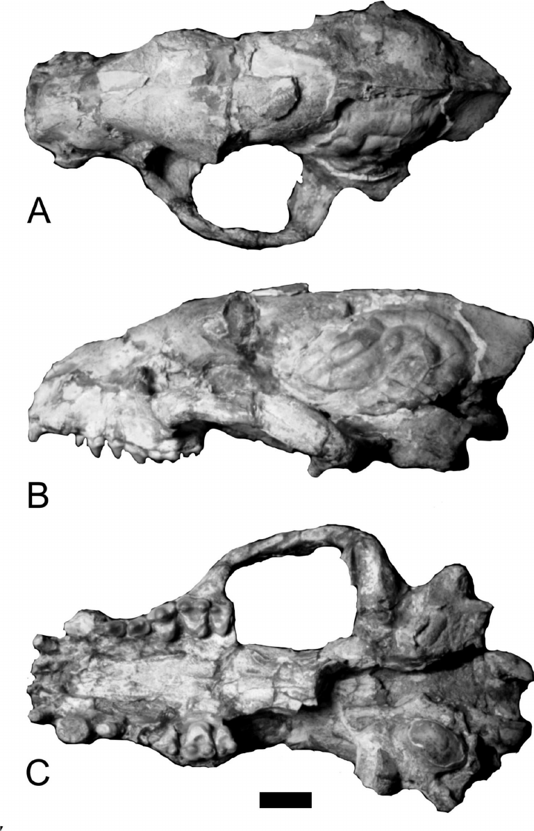 Череп Cyonasua brevirostris (Moreno y Mercerat, 1890)