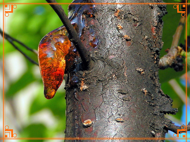 Фото из Интернета. Почему плачет вишня