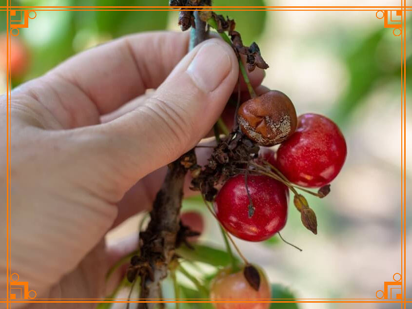 Фото из Интернета. Монилиальный ожог вишни