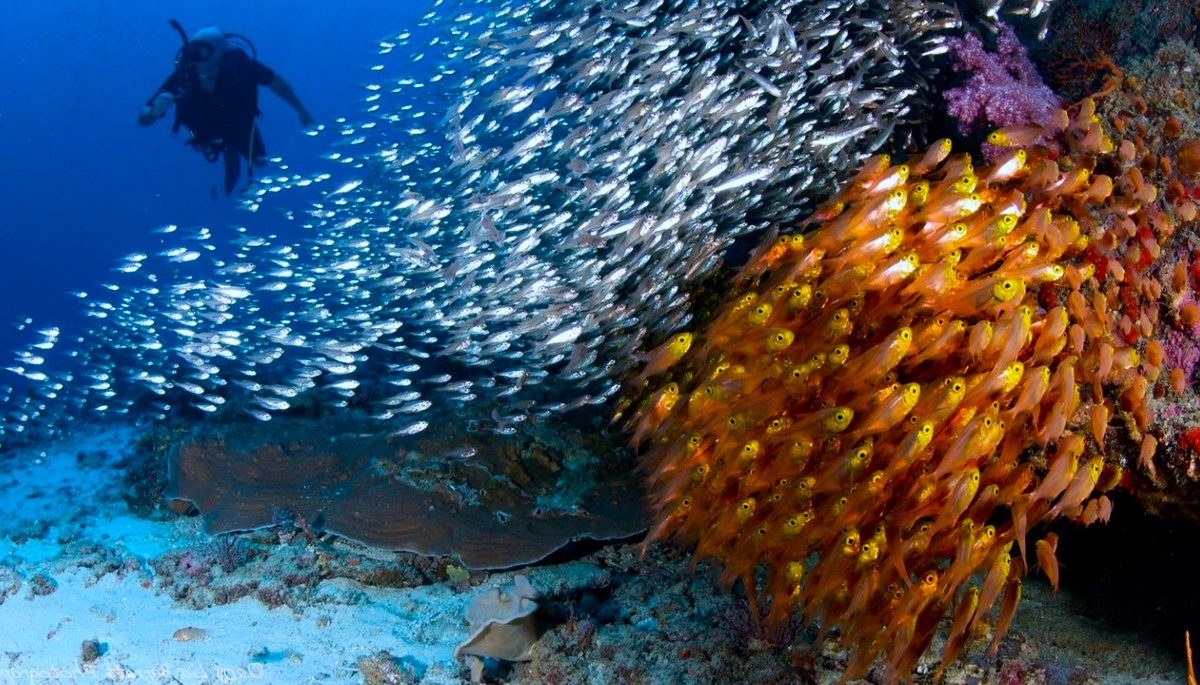Подводные глубины удивляют своей красотой как новичков, так и опытных ныряльщиков