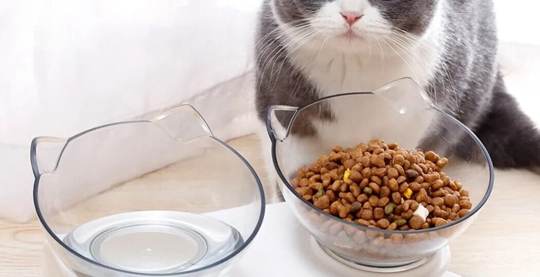 Почему коту нельзя голодать