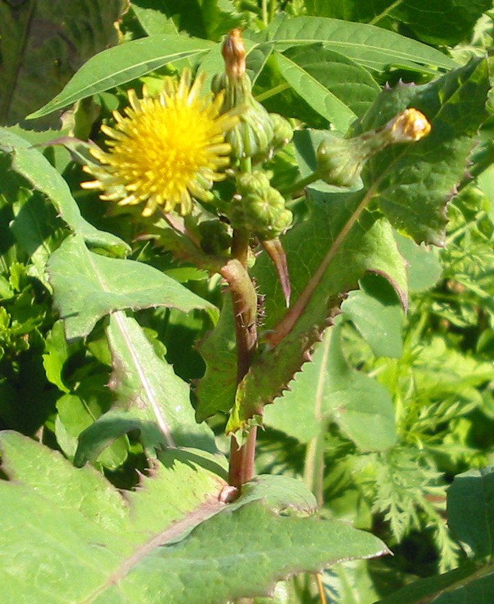 

1 ⁄ 1

Подробнее
Осот огородный (Sonchus oleraceus) в период цветения.