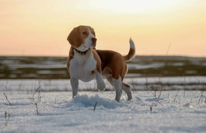 К приключениям готов