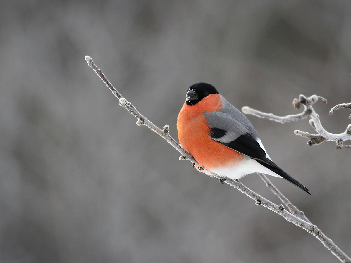 Фото неизвестного автора.