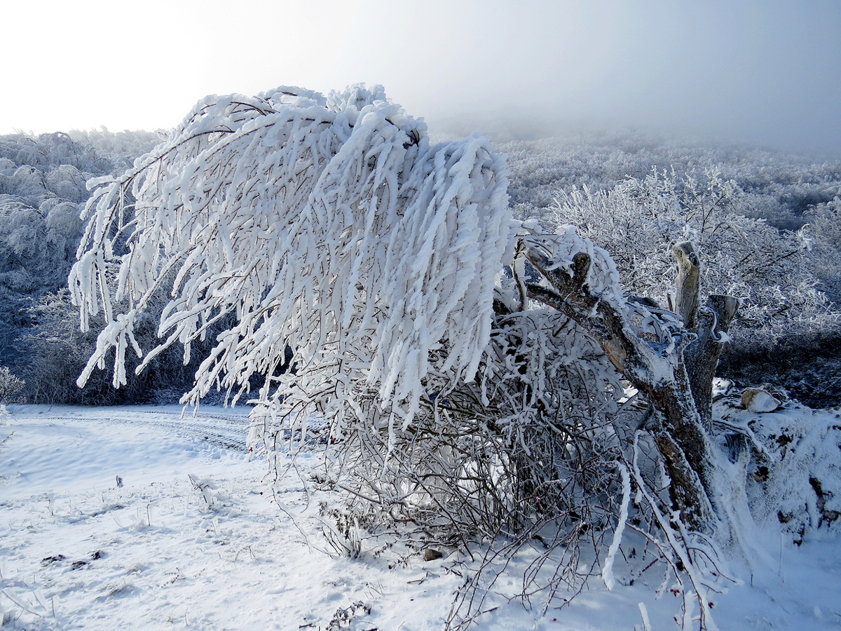 Фото с канала "Променад с фотоаппаратом": вот такая она - зима в Крыму.