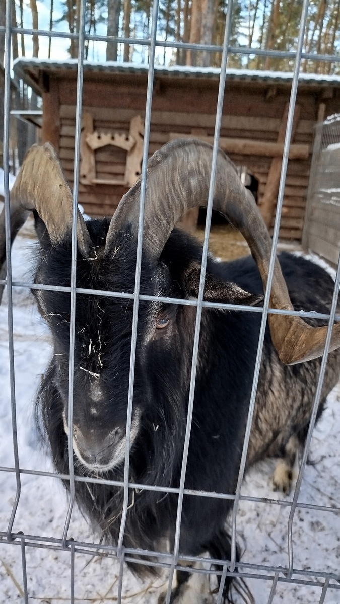 Серьезный и добрый