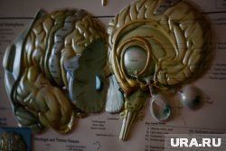    Украина заняла 78 место в международном рейтинге стран по уровню IQ населения