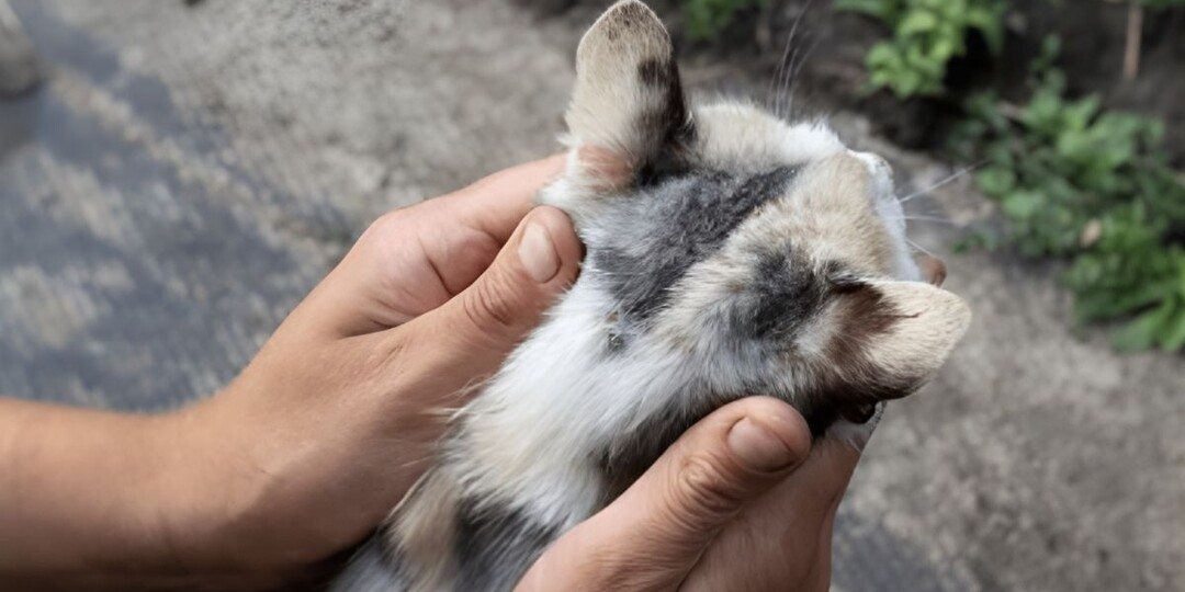 Где находится холка у кошки и как правильно с ней обращаться