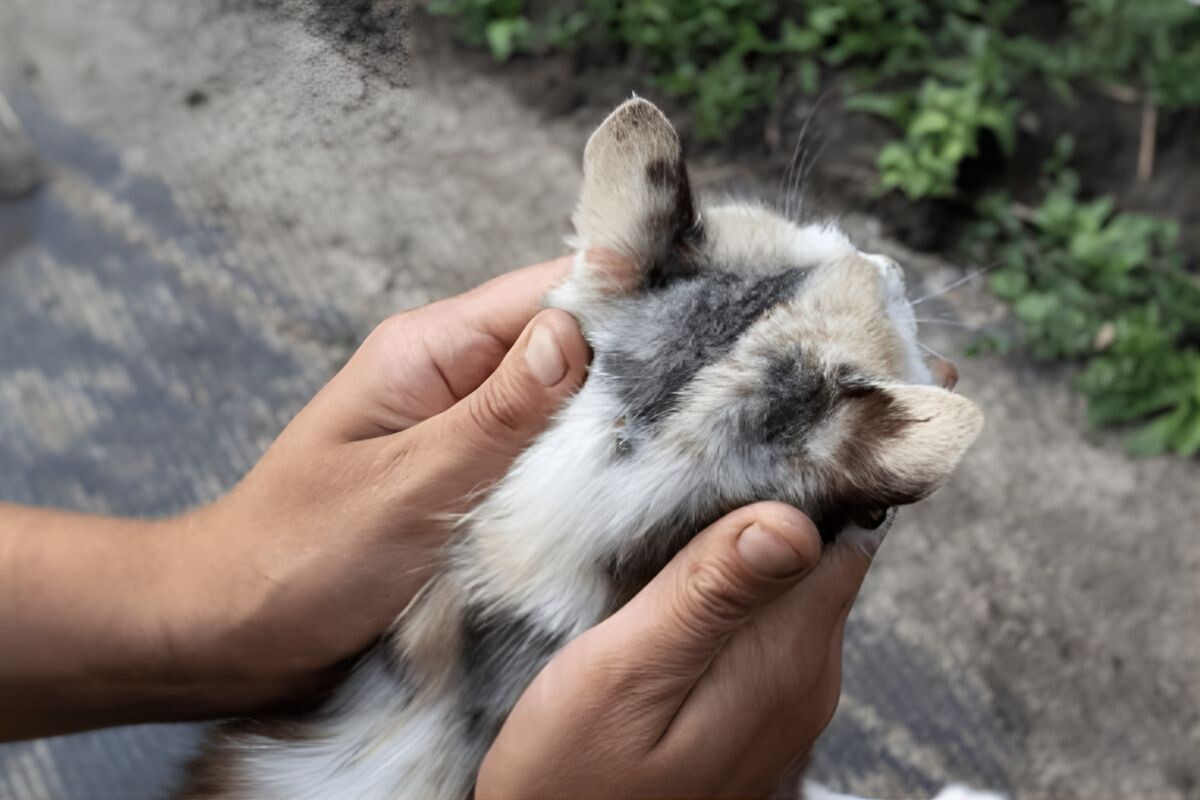 Где находится холка у кошки