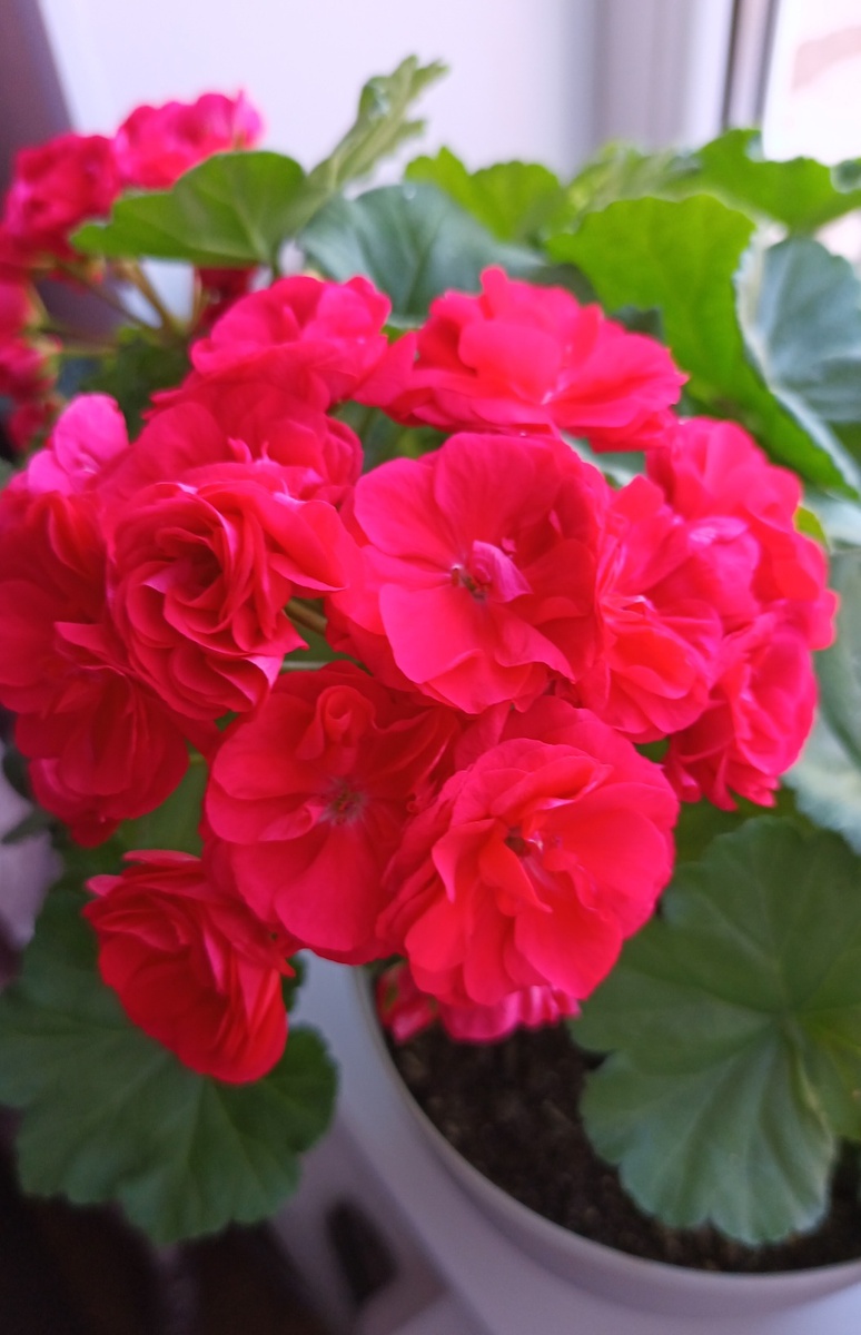 Пеларгония Анна Каренина.