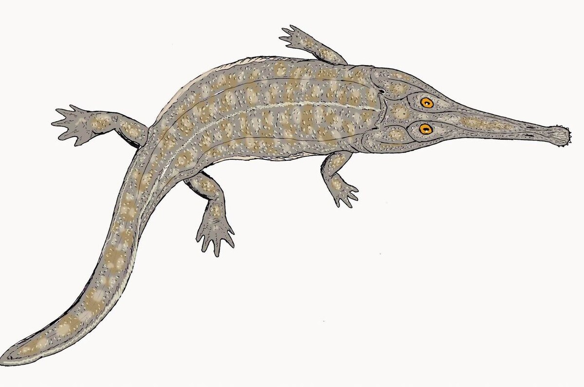 Австралерпетон, иллюстрация от Дмитрия Богданова.