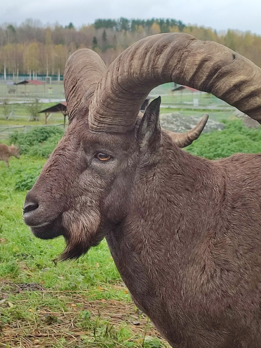 Красавец с рогами