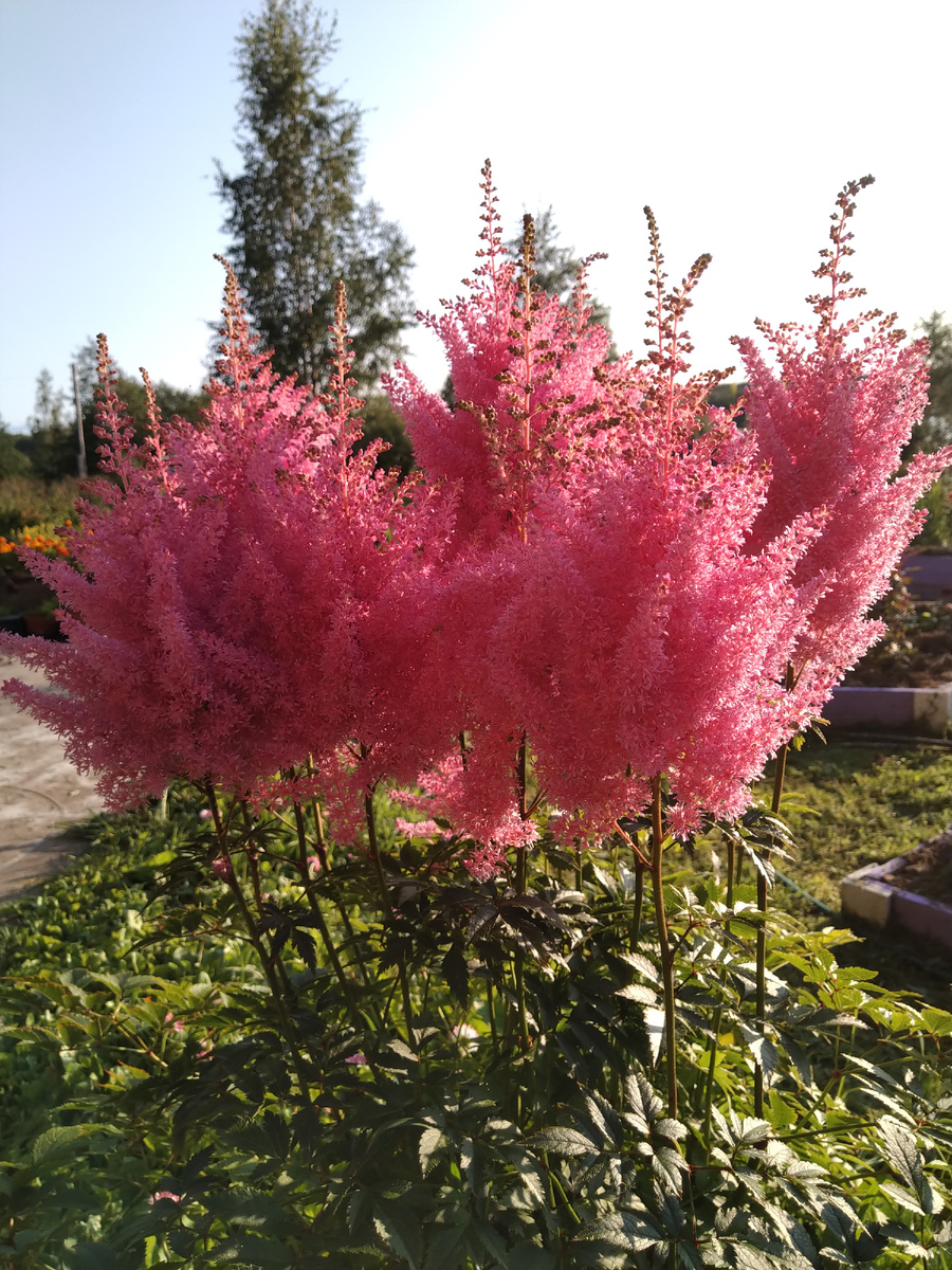 Моя астильба без имени