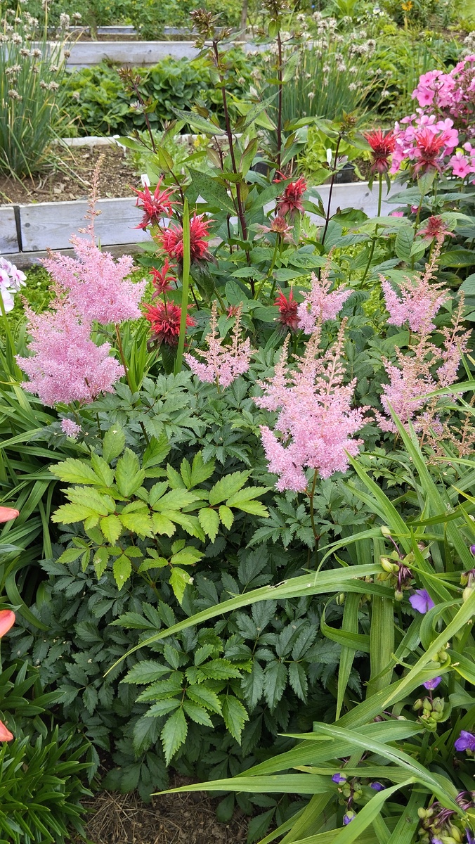 Ах, как хороша листва у астильбы