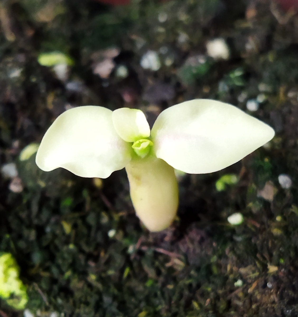 Адениум Thai-socotranum KNZ. Фото из личного архива.