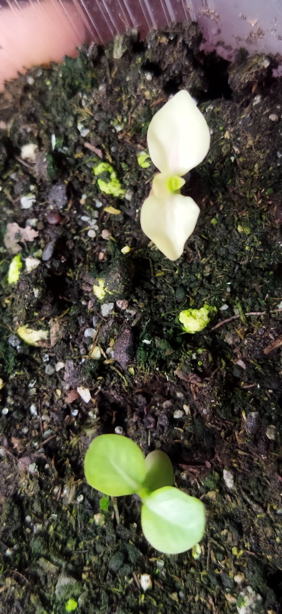 Два семечка одинакового сорта. Альбинос только один.