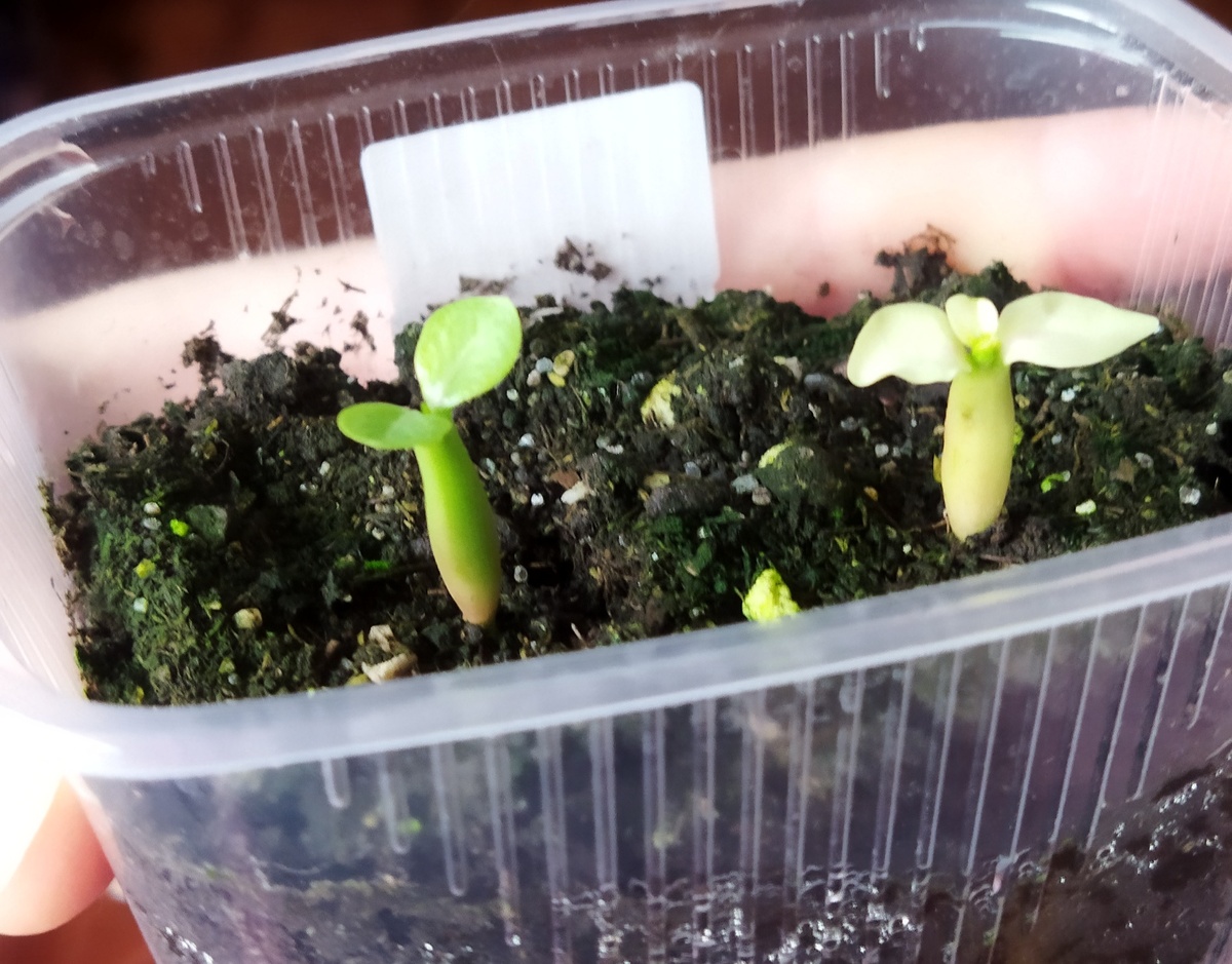 Отличие по цвету очевидно