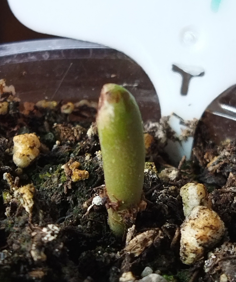 Адениум Obesum. Потенциальный донор.