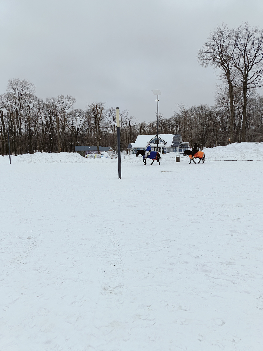Катают на лошадях