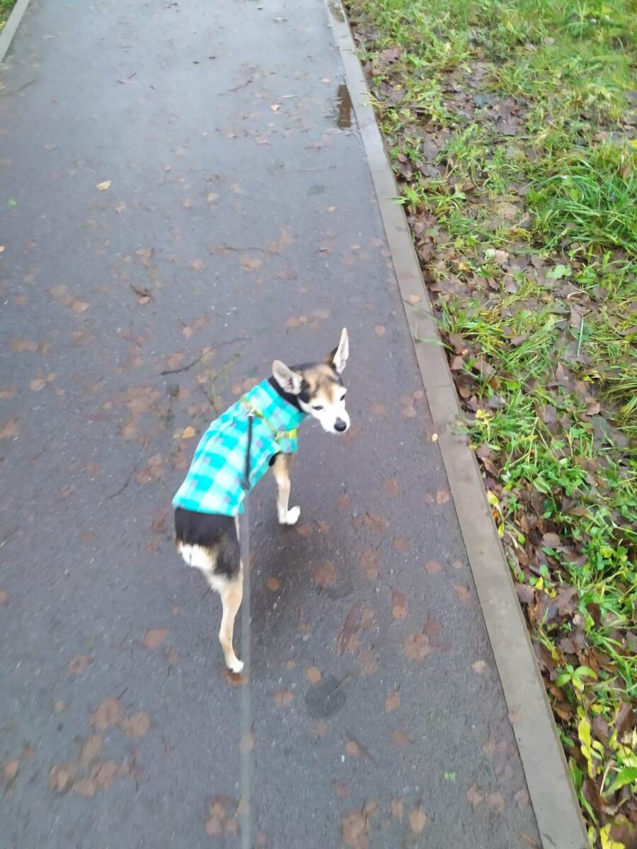 Фото автора канала, Джек на прогулке 