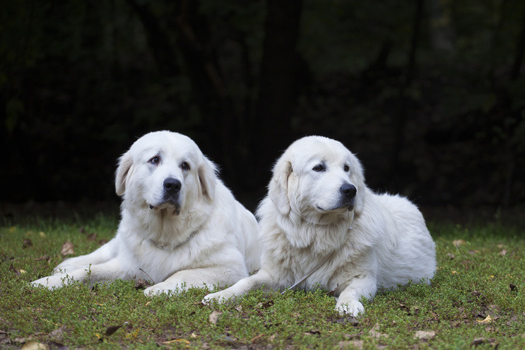 Зуззу и Вэлька