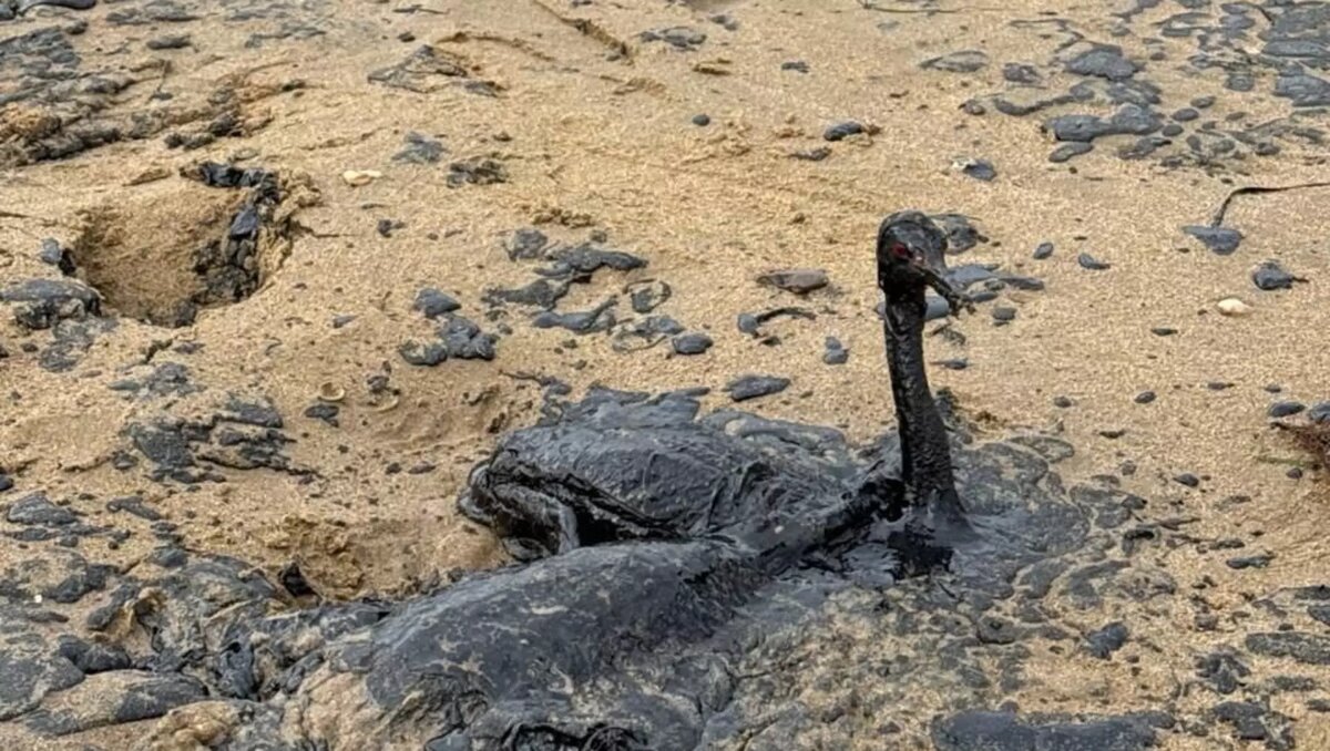 Фото заимствовано https://kubanpress.ru/