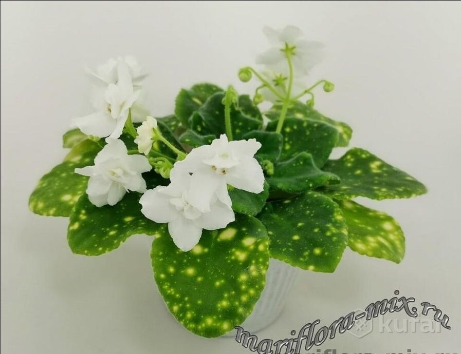 ШН-Космическая Фея