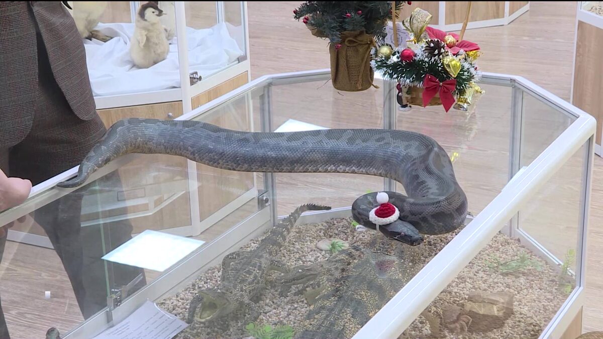    Символ наступившего года: "Вести" узнали, как в Уфе поживают редкие суматранские питоны