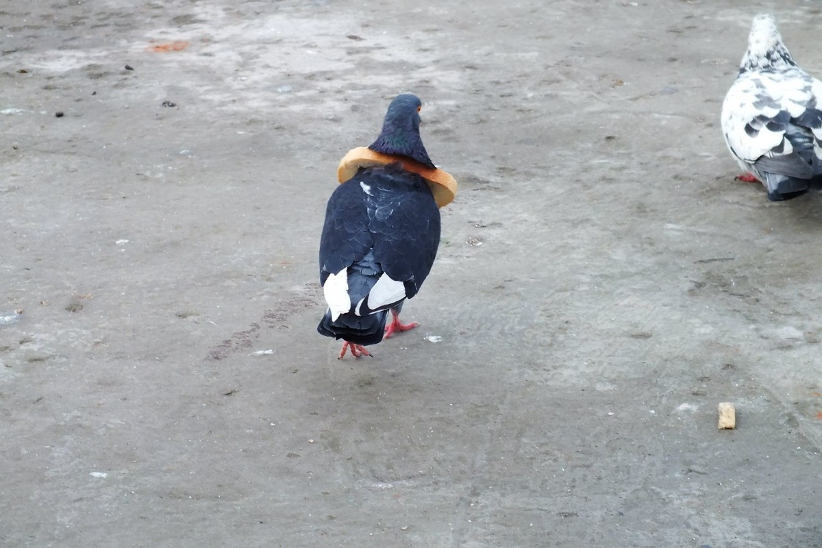 Голубь в хлебе) 