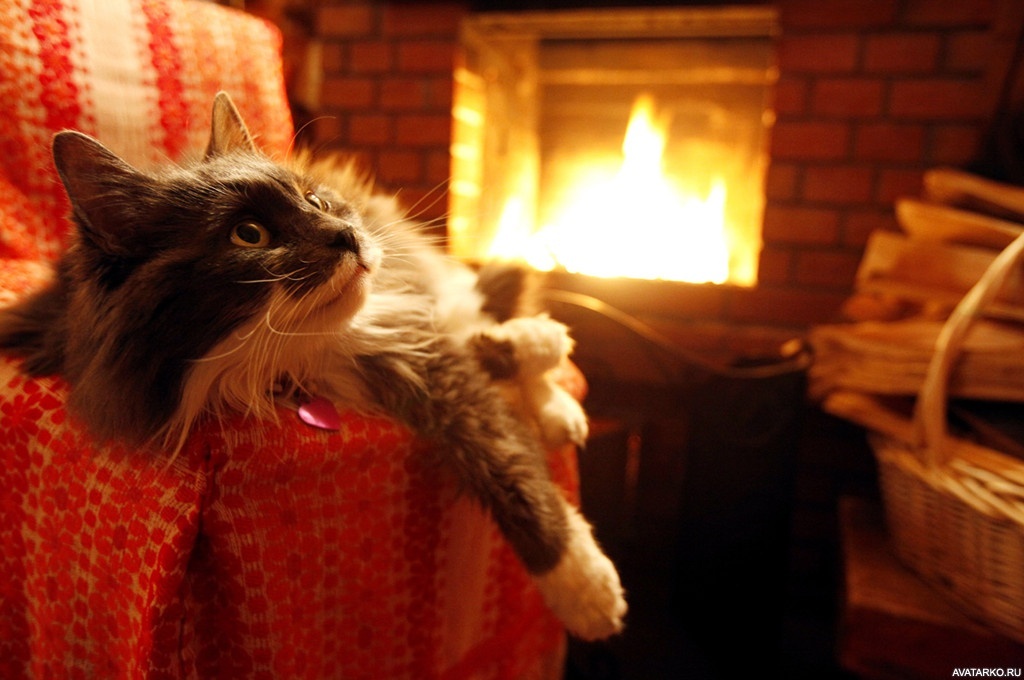 Тепло ) фото яндекс.