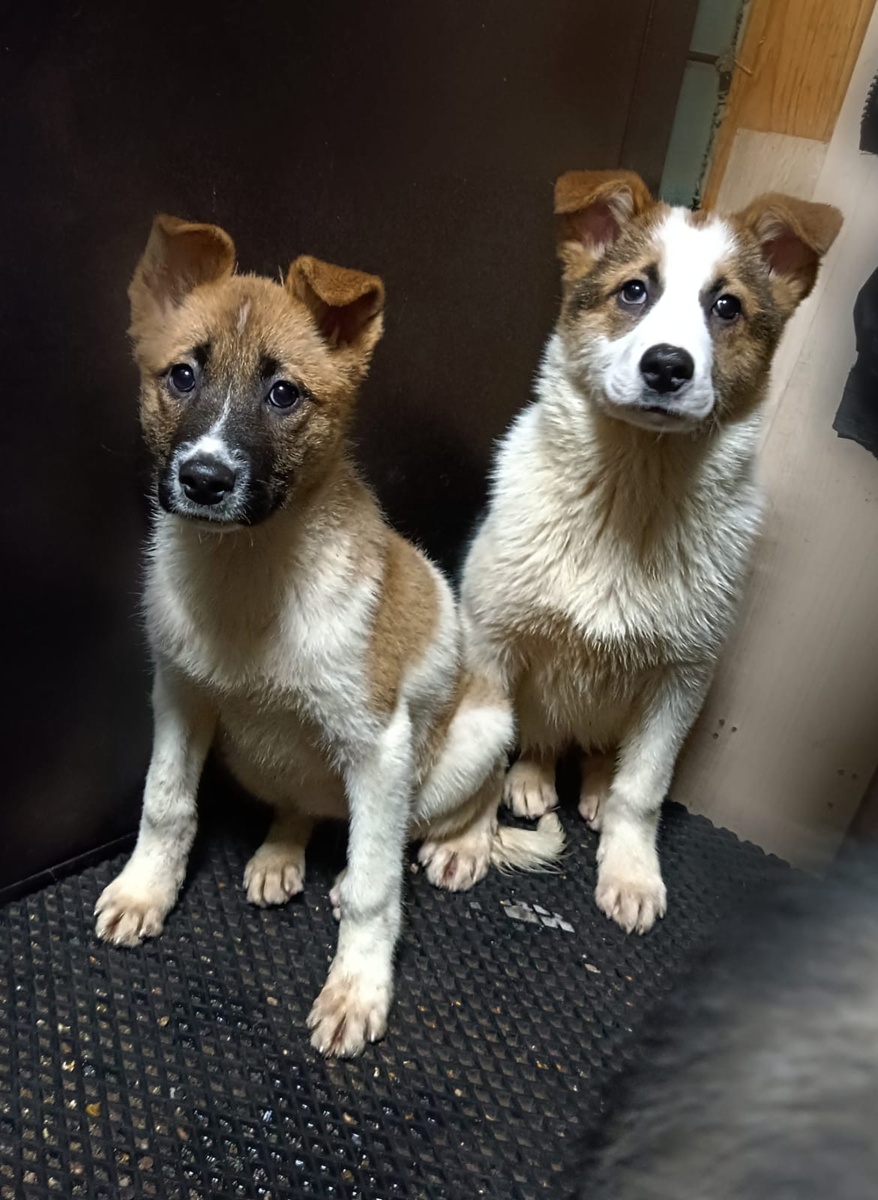 Ларс и Хурма ищут дом