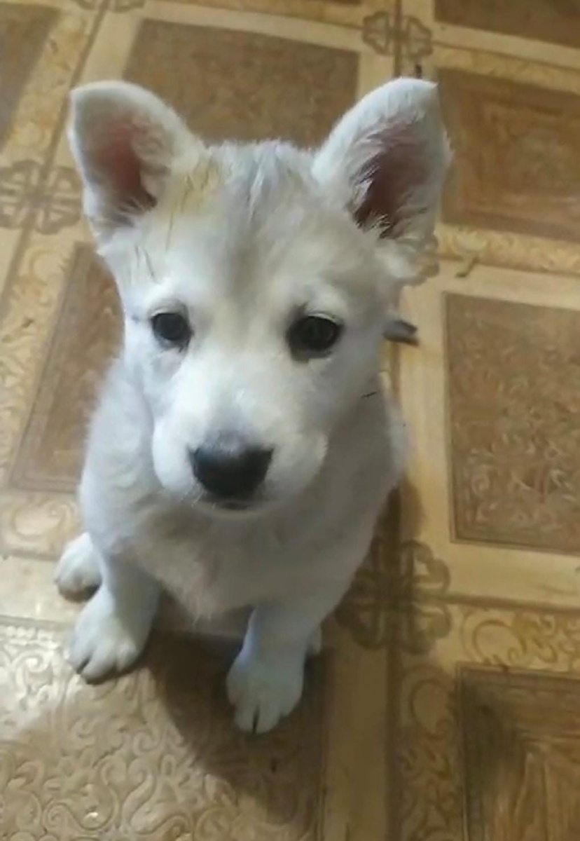 Кроха Севиль (с подоконника Якутска!)