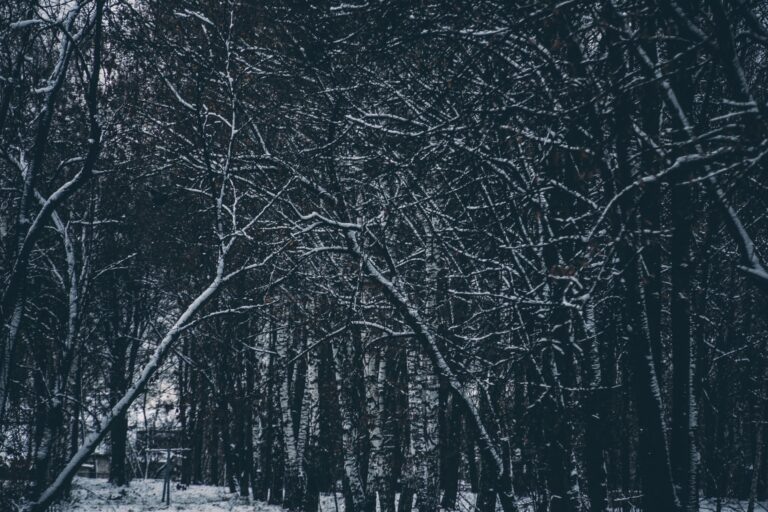    Фото: Общественная Служба Новостей Алина Лакшина