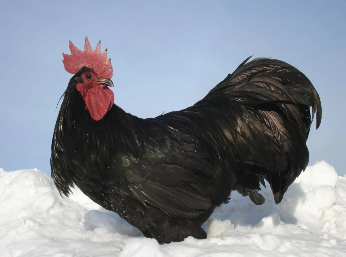 Яндекс картинки