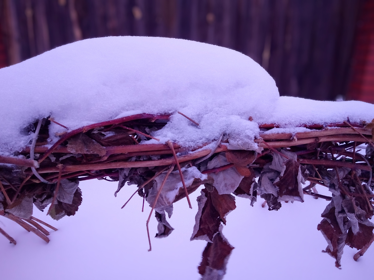 Наша малина спит.