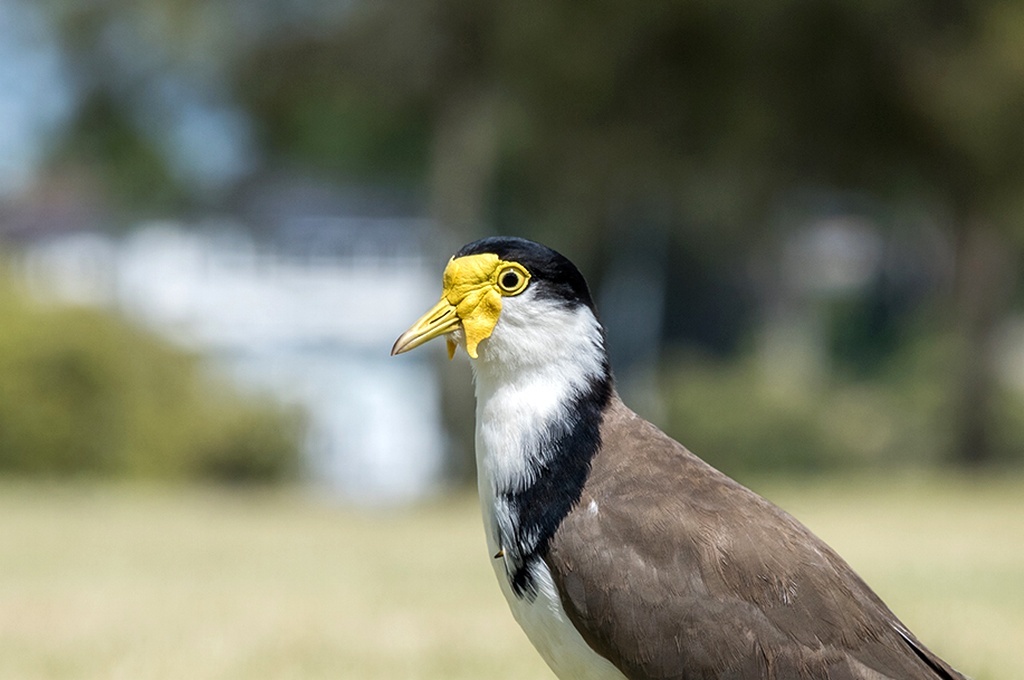 Солдатский чибис, эти птицы охотно селятся в городских парках и на достаточно просторных открытых лужайках в жилых районах