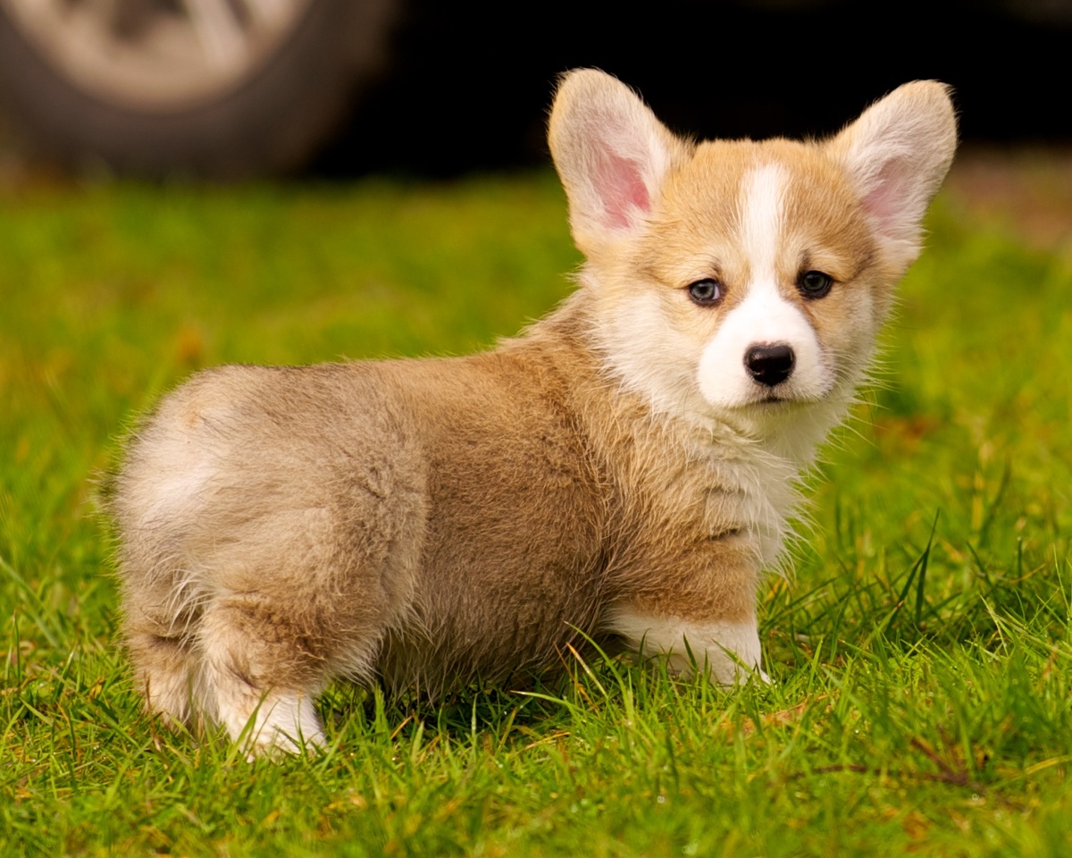 https://ru.wikipedia.org/wiki/Вельш-корги#/media/Файл:Pembroke_Welsh_Corgi_in_Grass.jpg