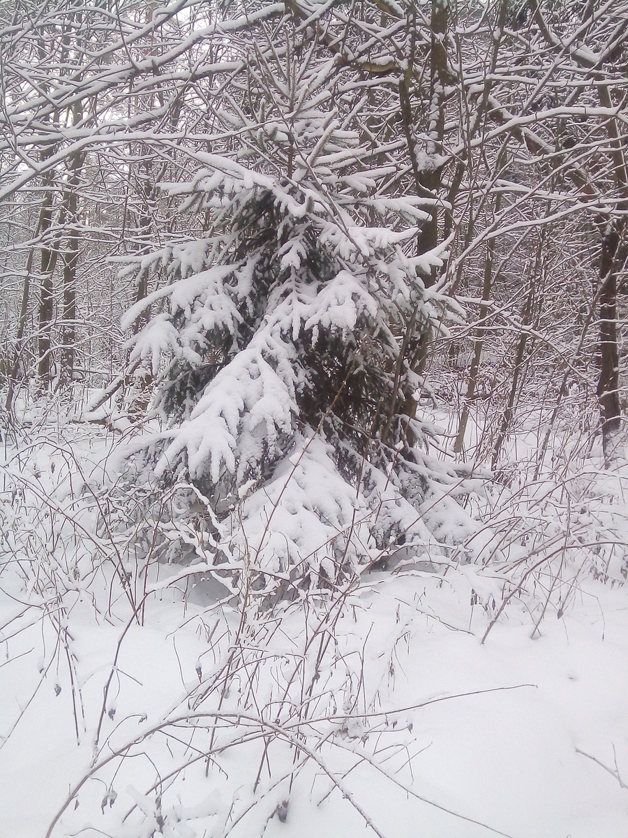 Фото автора.