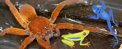 Паук рыболов Ancylometes rufus