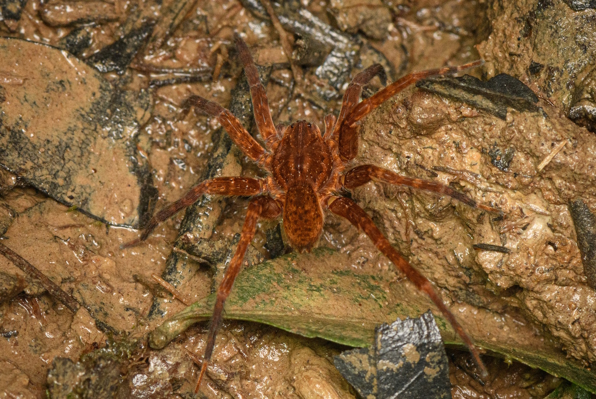 Паук рыболов Ancylometes rufus женская особь