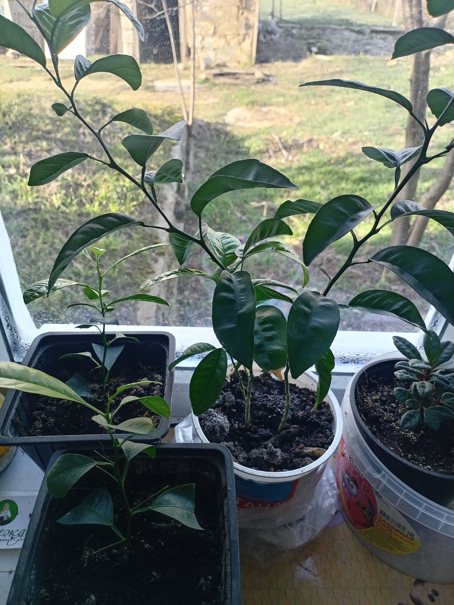 Мандарины и лимоны