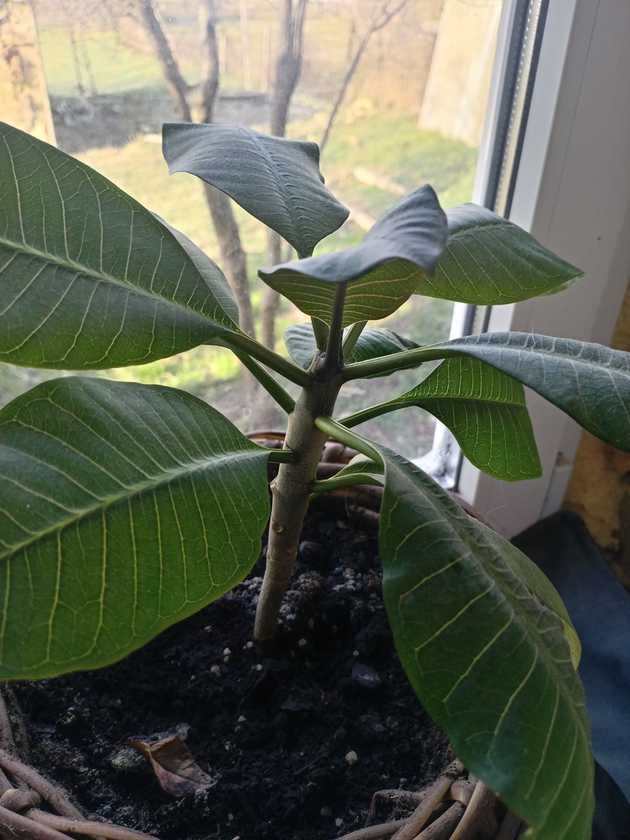 Кто знает, что это за растение? 