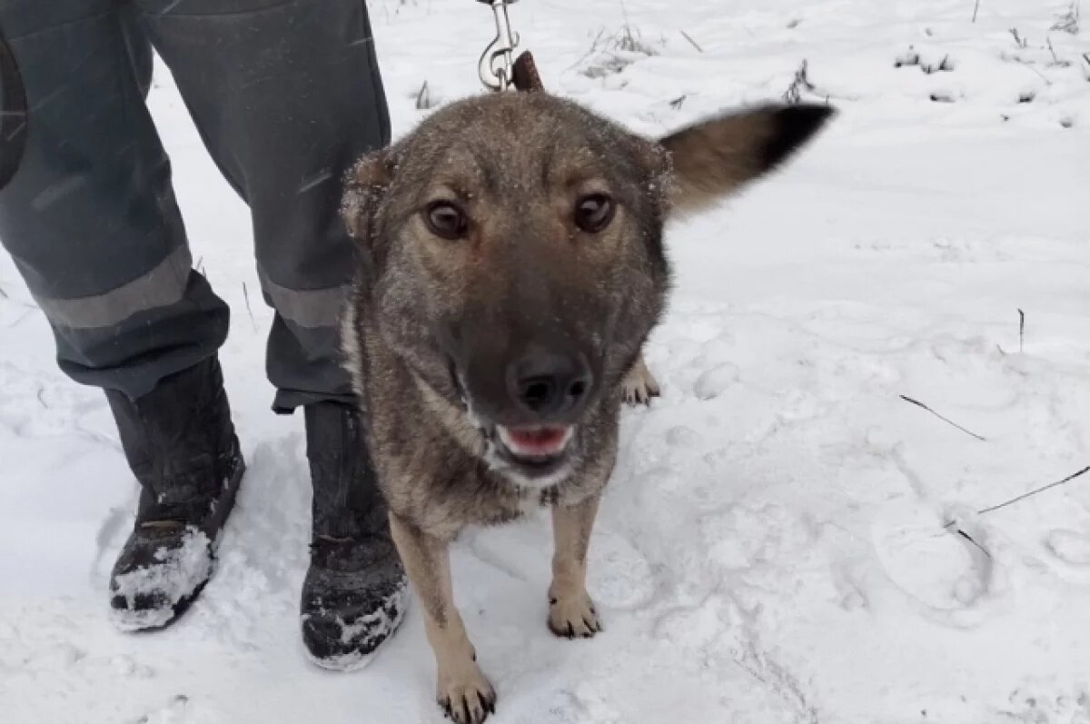    Людям снова пришлось завоёвывать доверие Хеппи