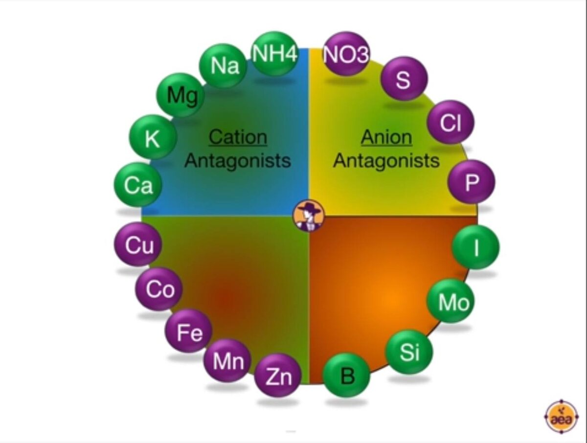 
А вот находящиеся напротив усиливают проникновение друг друга внутрь растения, катиона "+" усиливают анионы "-". 