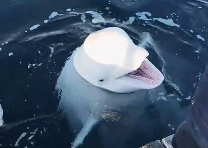  Белуза в Приморском океанариуме во Владивостоке